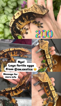 crested gecko Peterborough Peterborough Area Preview