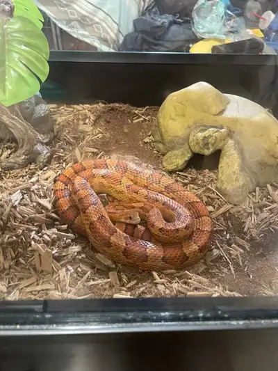 calboys reptile rescue, View more