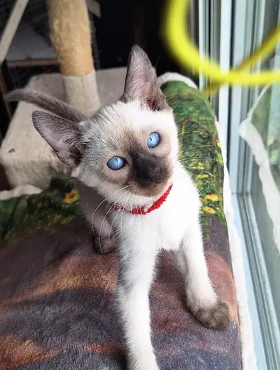 Beautiful Siamese Kittens, View more
