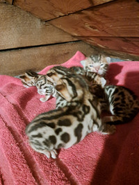 St. Albert. Stunning Bengal Kittens, Selling Males Only