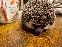 Under 1 year old Female Hedgehog