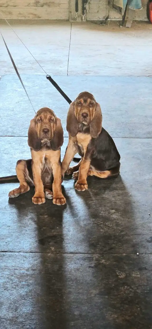 CKC Bloodhound puppies 2 left! in Dogs & Puppies for Rehoming in Norfolk County - Image 3