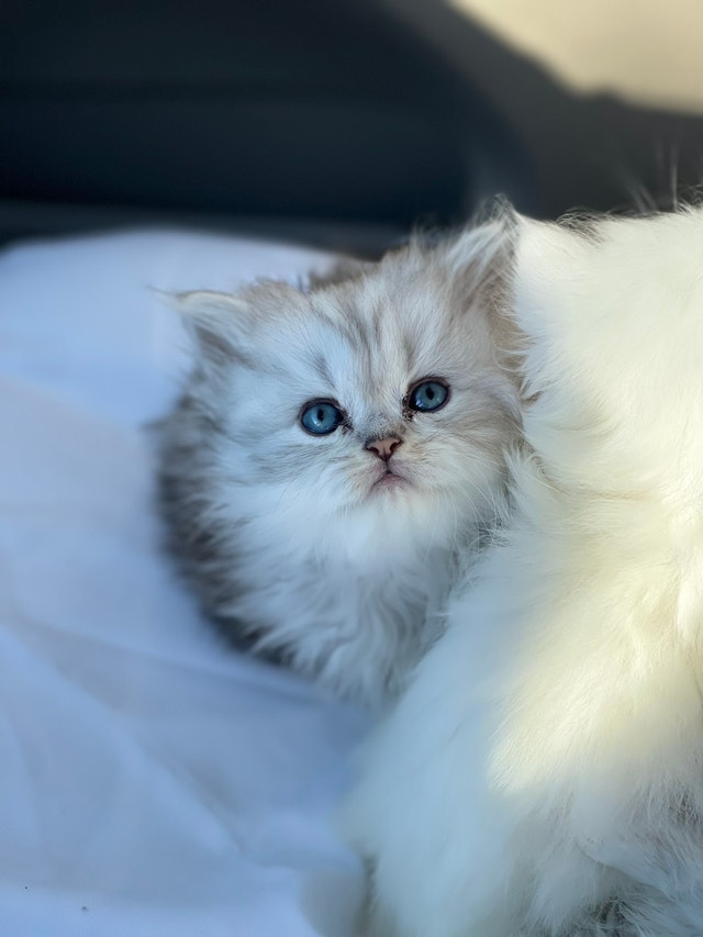 Purebred British kittens Cats & Kittens for Rehoming London Kijiji