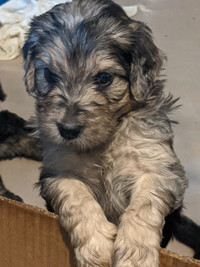 Stunning Rare English F1 Blue Merle and Tan Point Goldendoodles
