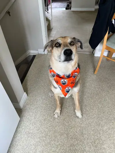 5 year old male neutered Australian Shepard mix. This gentle guy loves to go for walks, play with ba...