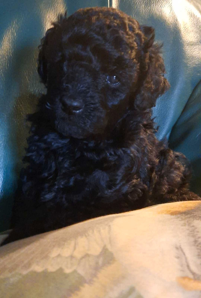 Mini/Toy Poodle in Dogs & Puppies for Rehoming in Saint John - Image 3