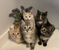Kittens for rehoming 