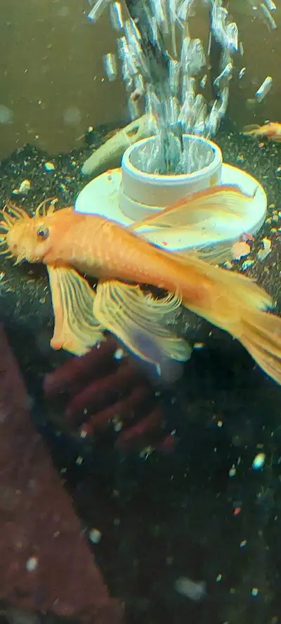 Super Red Longfin Pleco, Voir plus