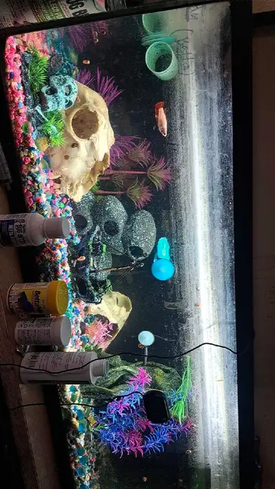 20 gallon long, needs a cleaning. Comes with all rocks, decor (skulls are real) heater and filter. A...