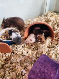 Hamster babies (2 females left)