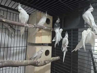 Whiteface Pied Cockatiel pairs, View more