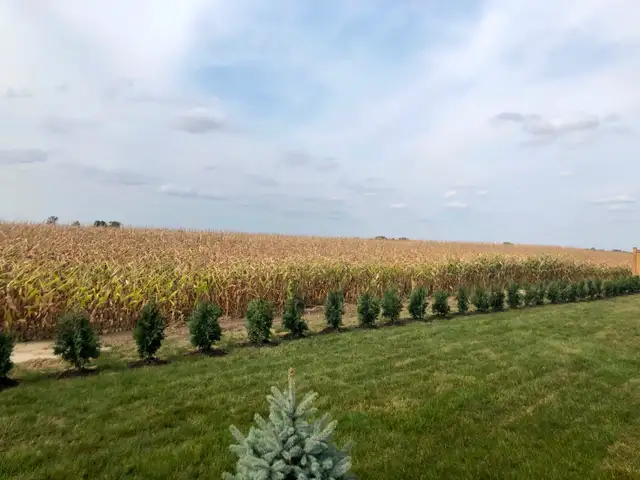 Ontario Grown Trees in Plants, Fertilizer & Soil in Chatham-Kent - Image 10