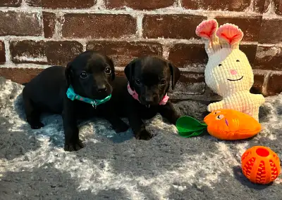 Dachshund puppies, View more
