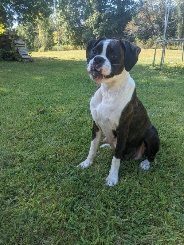 Adult female boxers Dogs & Puppies for Rehoming Belleville Kijiji