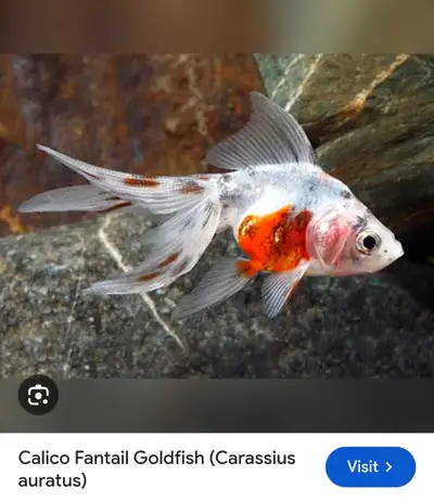looking for take in fancy goldfish, View more