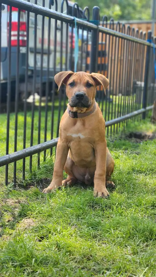 We have 1 beautiful, well socialized puppies available. Puppies are up to date on vaccinations and d...