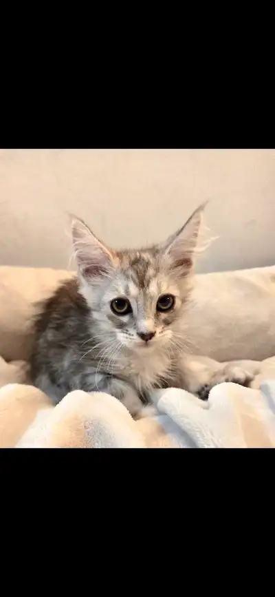 Maine coon mix kittens, View more