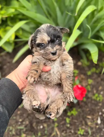 Mini Aussiedoodle puppies, View more