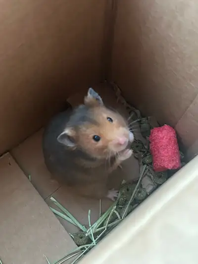 Female hamsters needs rehoming. Price includes food, treats, bedding, hamster ball, hay, and cage. T...