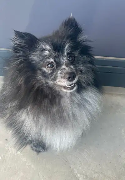 3 year-old brown-eyed male Pomeranian looking for a new home. Please contact for more details. Not n...