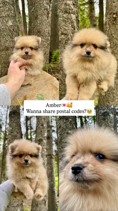 Female Pomeranians, View more