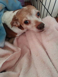 Small Rat Terrier 8 yrs old affectionate, quiet