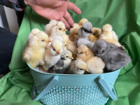 Purebred Silkie chicks from show quality hens and roosters