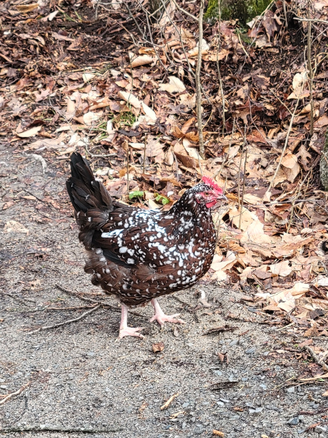 Speckled Sussex Hatching Eggs in Other in Kingston - Image 3