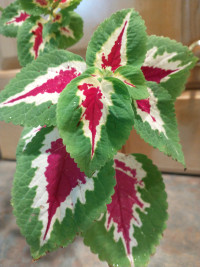 Seeds for PLANT Wizard Rose Coleus indoor Scarborough shipping 