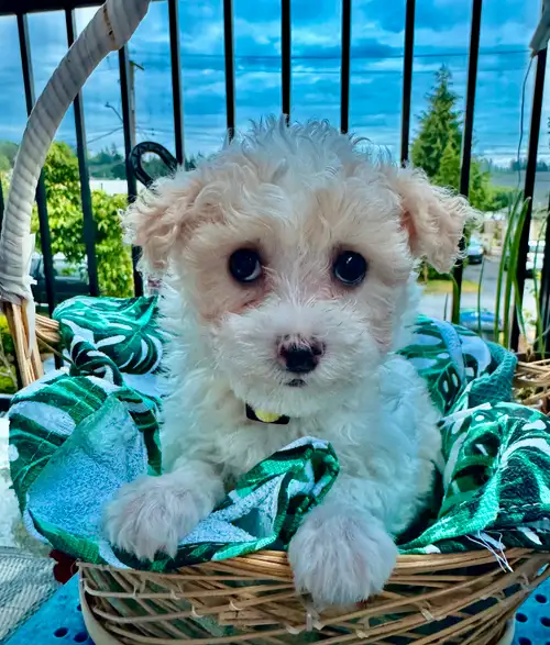 1 female maltese-maltipoo looking for her new home. Very calm and loving puppy, with lots of cute br...