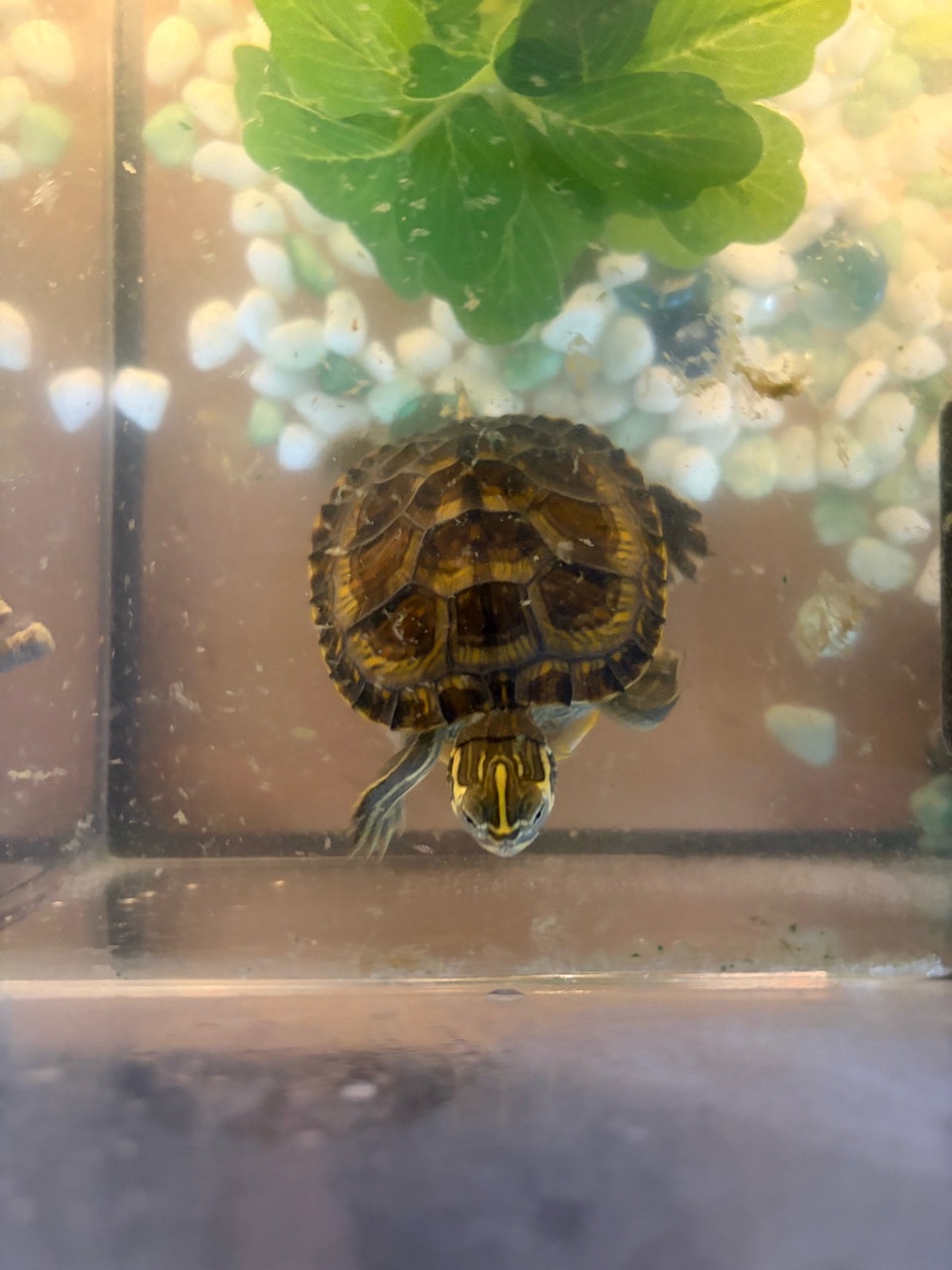Baby Yellow-Bellied Cooter Turtle (Free) | Reptiles & Amphibians for ...