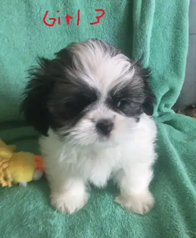 Shih Tzu pup (Female), View more