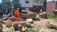TREE REMOVAL / TRIMMING / Stump Grinding (647 564 8383)
