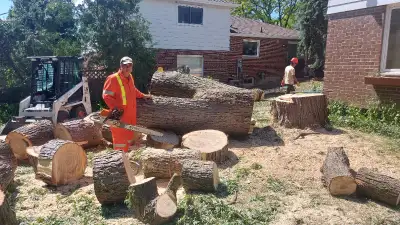 Do you have a tree that you want to remove or have trimmed for an affordable price? We guarantee fai...