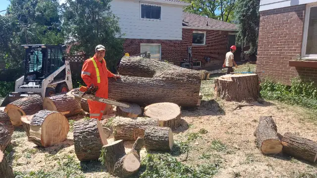 ISA ARBORIST - TREE SERVICES | STUMPS | CLEAN UP in Lawn, Tree Maintenance & Eavestrough in City of Toronto - Image 2