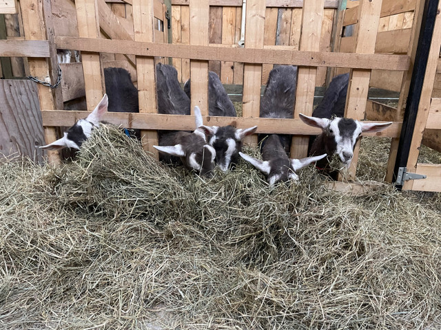 Goats for sale in Other in New Glasgow