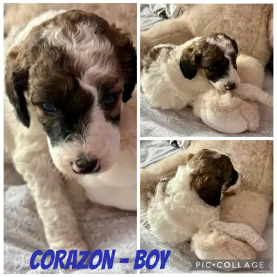 Moyen Non-Shedding Poodle Puppies, View more