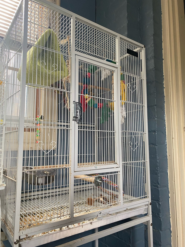 Conures And Cage in Birds for Rehoming in Hamilton - Image 3