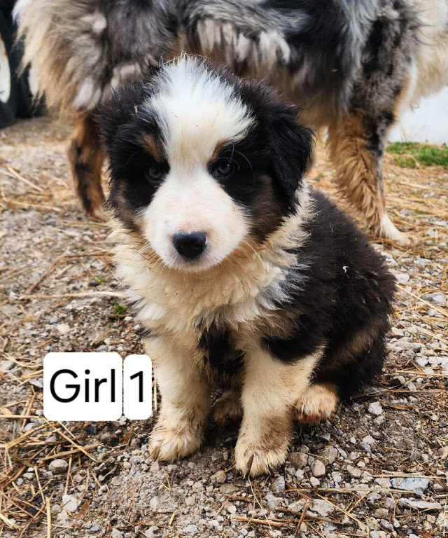Purebred Australian Shepherd puppies - Ready for a new home in Dogs & Puppies for Rehoming in Owen Sound - Image 2
