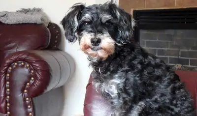 Ici on aime les chiens et on peut garder le vôtre. 30$/jour. 2 marches par jour