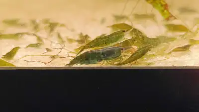 Emerald Green - Neocaridina shrimp, View more