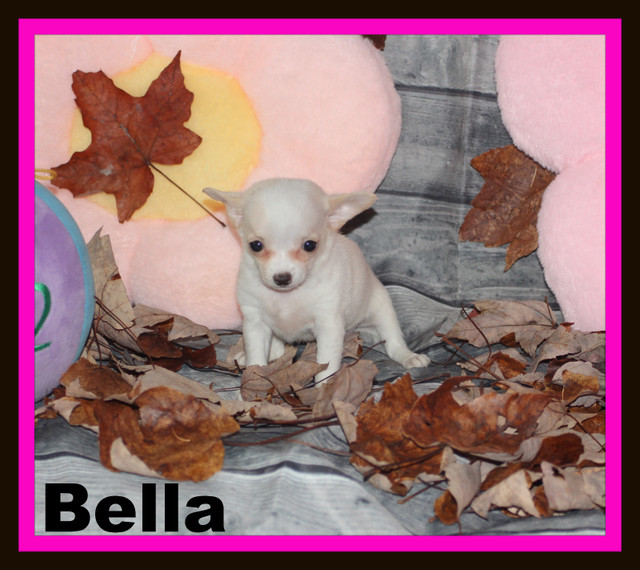 VENDUChihuahua❤femelle mini ❤️Protection100% .Garantie. ★★★ dans Chiens et chiots à adopter  à Laval/Rive Nord - Image 2