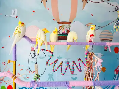 Five Feathers Inn Bird Sitting/Boarding Service, View more