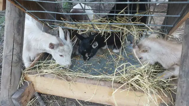 Nigerian Dwarf billy's in Livestock in Vernon - Image 5