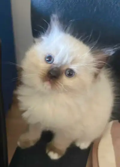 Siberian kitten, Voir plus