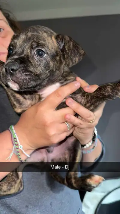 bulldog and boxer puppies for sale , View more