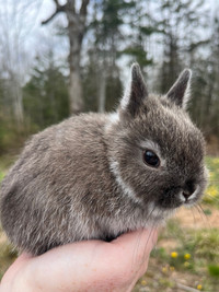 Netherland dwarf mix baby bunnies 