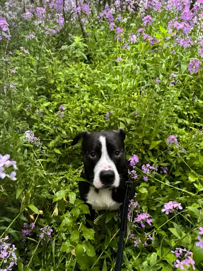 This is bear..very sad to post this but I’m having to rehome my baby because I’m moving to a place n...