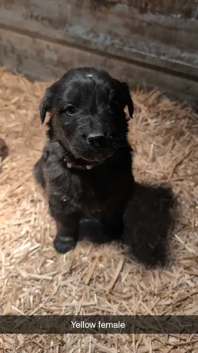 Golden Retriever x German Shepherd puppies , View more