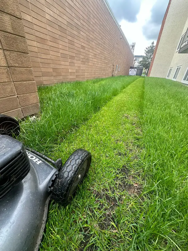 Professional Lawn Care in Lawn, Tree Maintenance & Eavestrough in Edmonton - Image 3